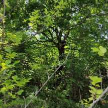 Typical stand dominated by Quercus spp and other broadleaved species